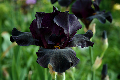 السوسنة السوداء.مجهودي...الاميرة Black-iris